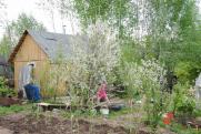 Агроном из Сибири дала совет, какие растения высаживать в период заморозков