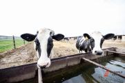 Цены на молоко разоряют свердловских фермеров: «Вопрос в том, кто у нас выживет»