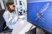 Чем опасен укус комара: объяснение иммунолога