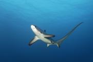 В Египте поймали убившую 23-летнего россиянина акулу