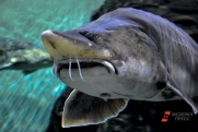Покормить акул и покататься на хаски: туристические объекты Югры попали в топ-25 проекта «Медиаразведка»