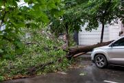 В свердловском МЧС предупредили о штормовом ветре, вырывающем деревья с корнем