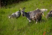 Прокуратура заинтересовалась болотом из битума в Троицке: женщина, спасая козу, чудом не погибла сама