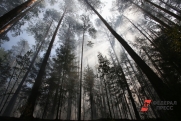 В красноярских лесах два брата срубили деревьев на 8,6 миллиона рублей