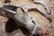 Останки динозавра обнаружили в одном из районов Кузбасса