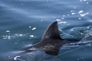 В Сахалинской области рыбаки снова столкнулись с акулой