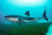 Как распознать в воде белую акулу, рассказали ученые