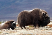 Зачем ямальских овцебыков отправили на Колыму в обмен на датских бизонов: мамонтовые степи и вечная мерзлота
