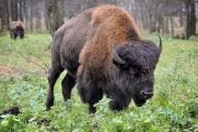 Бизоны из Дании поселятся в природном парке на Полярном Урале