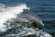 В Адлере спасли дельфина, выброшенного на берег после шторма