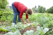 Как правильно прореживать свеклу и морковь: рекомендации агронома