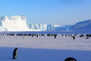 Ученым удалось вырастить арбузы в Антарктиде