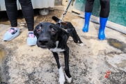 По одной бродяжке в день: за год в Череповце отловят и стерилизуют свыше 400 бездомных собак и кошек