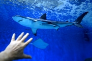 Ученые предупредили о белых акулах в водах Приморья: море аномально теплое