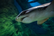 Сахалинцы все чаще сталкиваются с акулами: хищниц к берегам привлекает горбуша