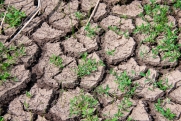 Режим чрезвычайной ситуации ввели в Чувашии из-за засухи