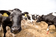 Депутаты просят десятки миллионов для свердловских коров и свиней: «Они сдохнут»