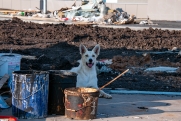 В Краснодаре потратят 191,2 млн на строительство приюта для собак: станут ли кусать меньше