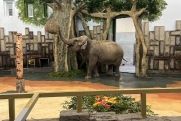 У главного символа екатеринбургского зоопарка – слонихи Даши – появился новый дом