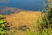 Рыба погибла, цвет изменился: что случилось с озером в Новосибирске