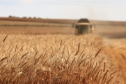 Зерновые спекуляции: возможны ли махинации с реэкспортом