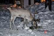 Мурманский заповедник потребует у Норвегии 340 млн рублей за ущерб, нанесенный прожорливыми оленями