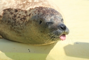 Можно ли погладить тюленя, если он лежит на берегу: объяснение ученого