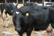 Приставы в Новосибирской области за долги арестовывают коров
