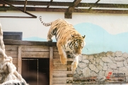 Амурский тигр умер в сибирском зоопарке