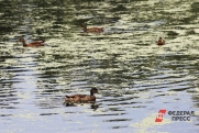 Нижегородский эколог высказался о причинах массовой гибели птиц на озере Вторчермет