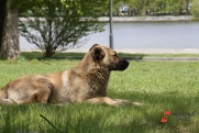 В Надыме завелась «собака Баскервилей»: воет в лесу и пугает горожан