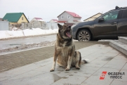 Югорчанин заплатит 250 тысяч рублей ребенку, пострадавшему от укуса его собаки