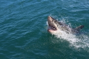 В Египте акула оторвала руку туристке