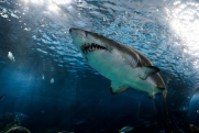 Сотрудники отеля в Египте не поверили сообщениям об опасной акуле