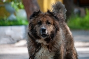 В коллективном саду Екатеринбурга зверски убили собаку