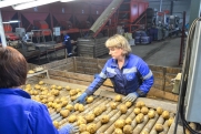 «Единая Россия» отправит в ЛНР 150 фур с картофелем