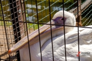VK поможет сохранить популяцию пеликанов