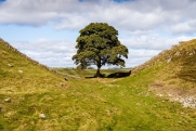В Британии подросток спилил 300-летнее дерево Робин Гуда