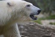 На Ямале поймали белого медведя, запугавшего оленеводов