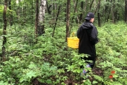 Пропавшего юного грибника в Архангельской области ищут с помощью беспилотников
