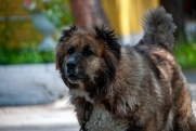 ЧС объявили в Магадане из-за агрессивных бездомных собак: отлов ведется круглосуточно