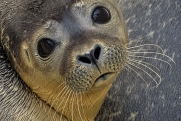 Жители Сахалина замучили больного тюленя, выбравшегося на берег: тыкали палкой и толкали