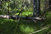 В красноярской тайге медведь напал на сборщика орехов: спасатели прибыли на вертолете