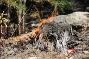 В Свердловской области объявили высокую степень опасности лесных пожаров