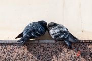 Нижегородский эколог рассказал, чем опасны городские голуби