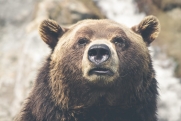 Под Челябинском разыскивают медведя, который держит в страхе весь город