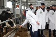 «Ферма – это не просто купить коров»: в Курганской области открыли крупное производство молока