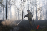 В Югре рассказали, когда восстановятся пострадавшие в пожарах леса