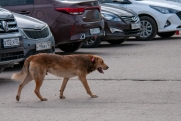 Служба отлова в Нижневартовске рассказала о неприятной находке после нападения собак на женщину