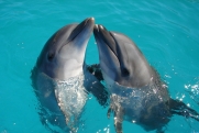 В водах Амазонки погибло больше ста дельфинов
